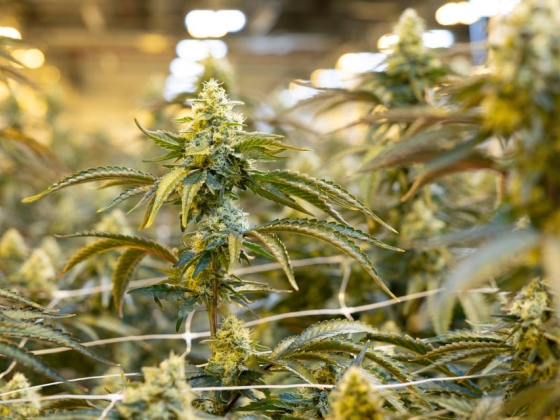 Egyes PTSD-betegeknél a kannabisz-kábítószer véget vetett rémálmoknak, új tanulmányok