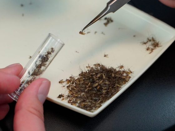 A nyugat-nílusi vírus terjed Európában? Görögország megugrásról számol be, Olaszország vezeti a fertőzéseket, az első eset Németországban