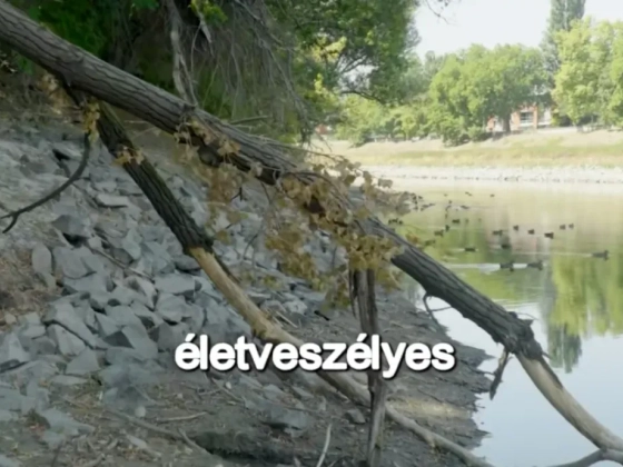 Többen átsétáltak a Dunán a Sziget területére, a szervezők szerint ez ugyan jó poénnak tűnik, de veszélyes