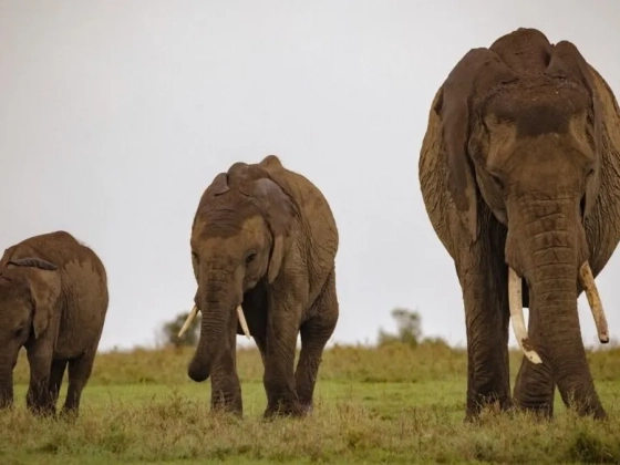 Rejtélyes elefántpusztulás Kenyában: a gazdák szerint nem tőlük származott a méreg