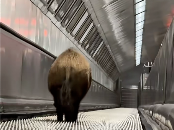 Vaddisznó jutott le a Kossuth téri metróállomásra, leállt a metróközlekedés