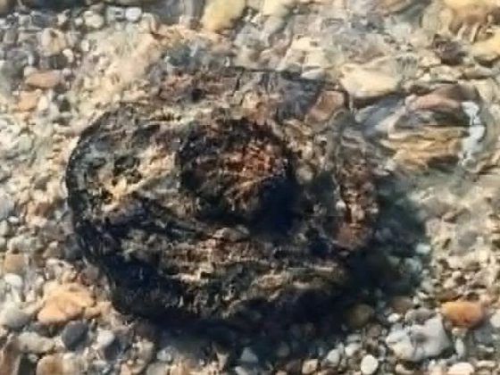 Rendőröket riasztottak a Duna-partra, robbanótestet találtak Neszmélynél