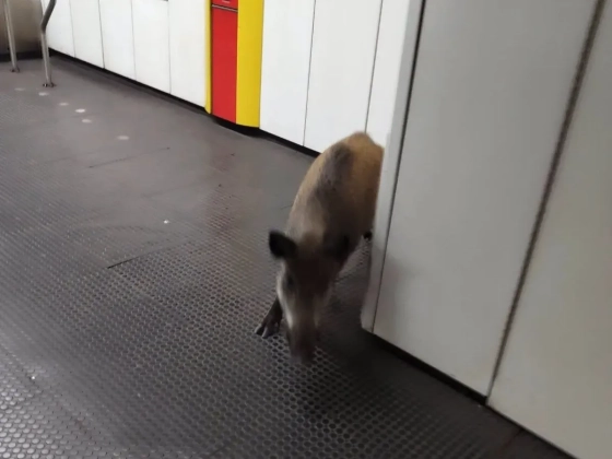Videó: Vaddisznó megviharozza a budapesti metróállomást, leállítva a vonalat