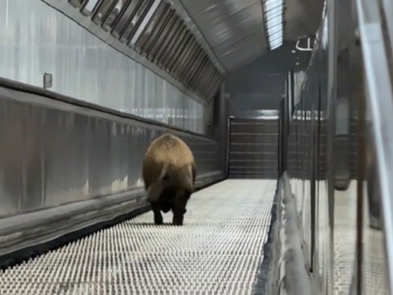 Hihetetlen: egy vaddisznó lement a mozgólépcsőn és beszállt a metróba a Kossuth téren