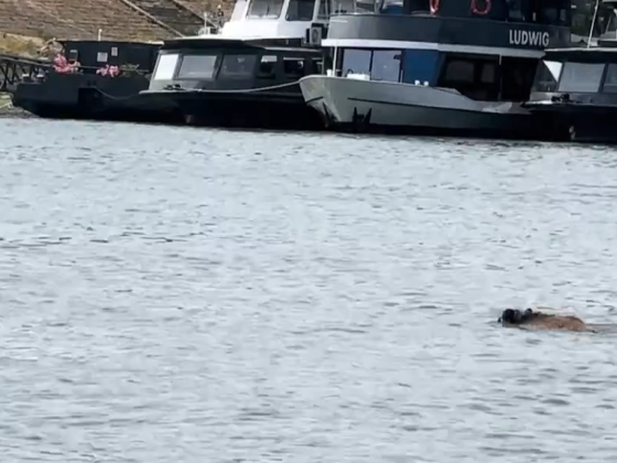 Videó: A Dunát átúszva juthatott el a Kossuth térig a belvárosba tévedt vaddisznó