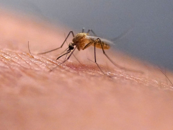 A szúnyogoknak vannak kedvenceik – és minden fajnak megvan a sajátja