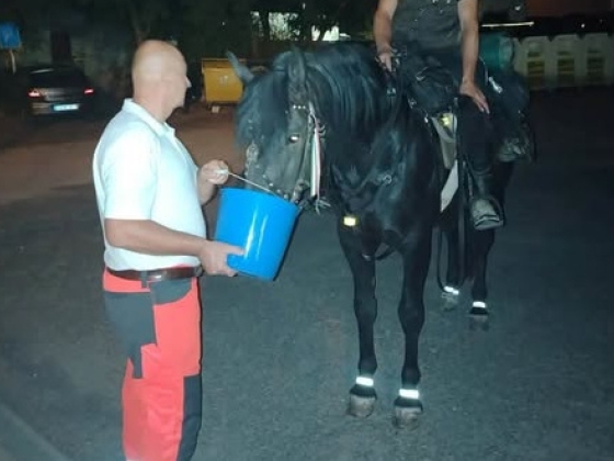 Szomjas ló „csengetett be” éjjel a zsámbéki mentőkhöz, nagyot megy a róla készült fotó a Facebookon