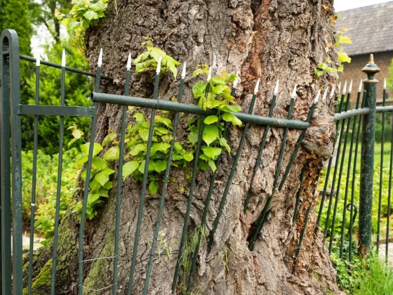 Átnyúlik a szomszéd fája a kertedbe? Ezt kevesen tudják, de jogod van tenni ellene