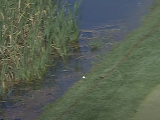 A tóba gurult a golfozó labdája a versenyen, de egyből rárabolt egy hal és elvitte