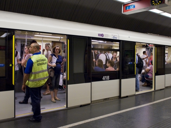 A metrózó vaddisznó kutyafüle volt a legmenőbben tömegközlekedő állatokhoz képest