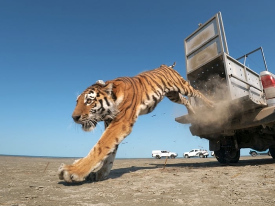 A kaszpi-tengeri tigris visszatérése: hogyan tért vissza Kazahsztánba egy faj, amitől féltek