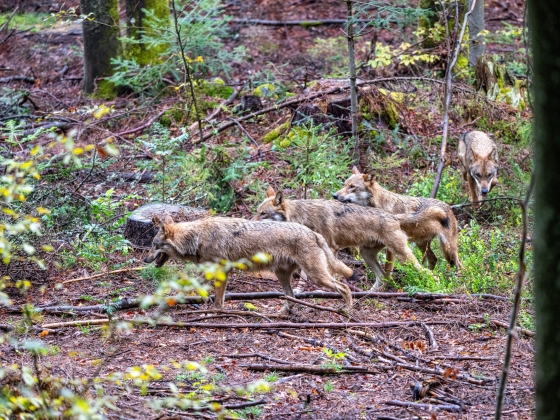 Farkasfalka támadt juhokra Kazincbarcika határában