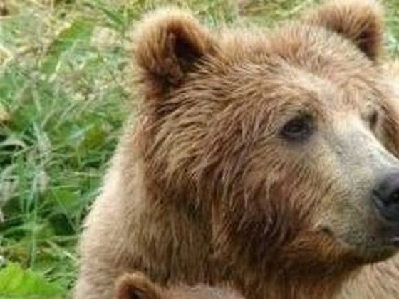 Újabb medve bukkant fel Nógrádban, egy település közelében fürdőzött