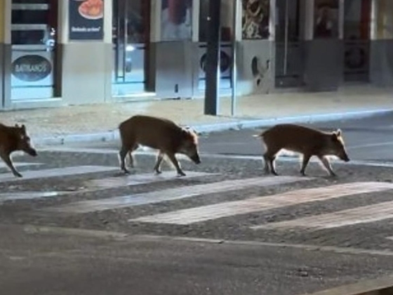 Vaddisznó barangol a Setúbal utcákon: videókon állatok láthatók éjszakai gyalogátkelőhelyeken