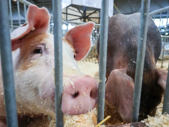 Terjed az afrikai sertéspestis, már Baranyában is megjelent