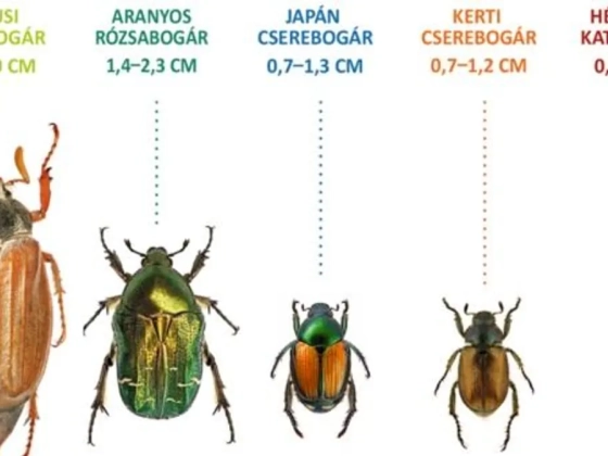 Japán cserebogarat fogtak a magyar határ közelében