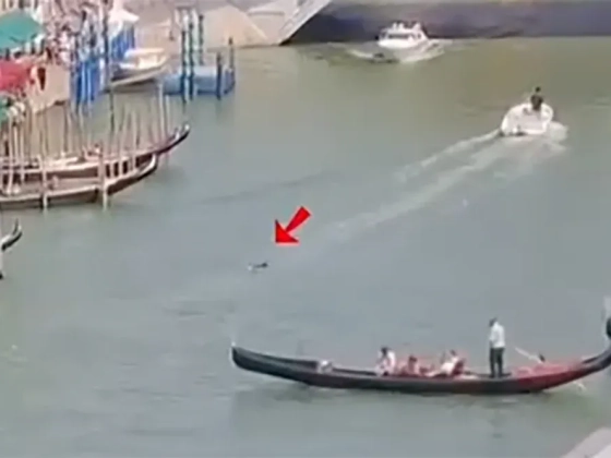 Delfint láttak Velencében, a Canal Grandén
