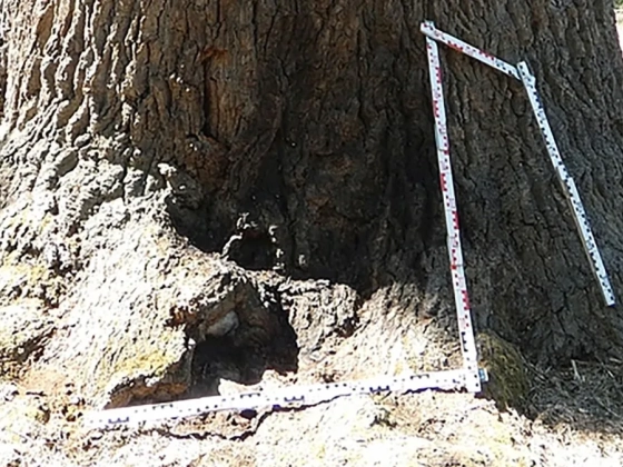 Benzinnel locsolta körbe, majd fel akarta gyújtani Nagykőrös 400 éves ikonját