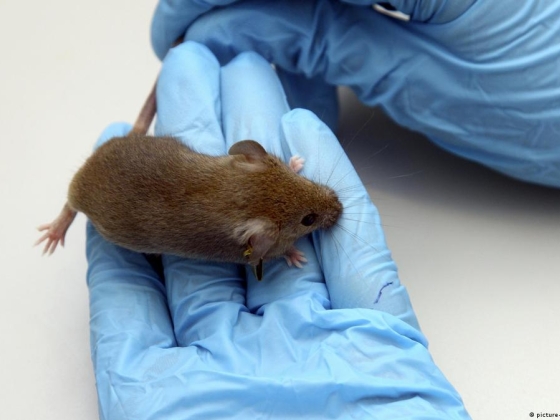 Segíthet-e egy gyógyszer a traumák megelőzésében? Study with mice suggests so