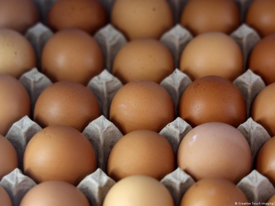USA: Az FDA 19 millió tojást hív vissza a szalmonella kockázata miatt