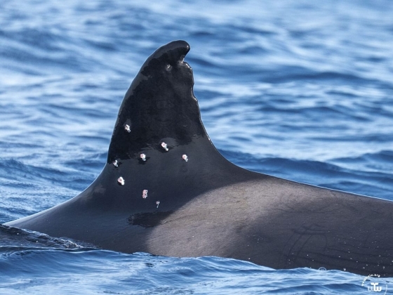 Gibraltári orca Toñi-t 10 lyukkal találták meg az úszószárnyban: feltehetően sörétes robbanás