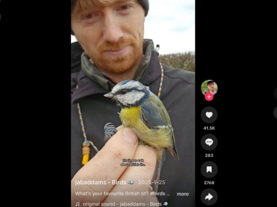 A Z-generáció BirdTokba özönlik, miközben a madarak repülnek: „Vágyódás valami igazi után”