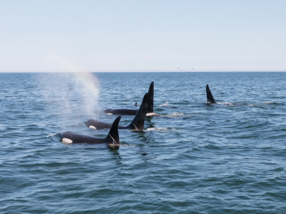 Nyomozás indult a Gibraltári-szorosban élő kardszárnyú delfin ügyében