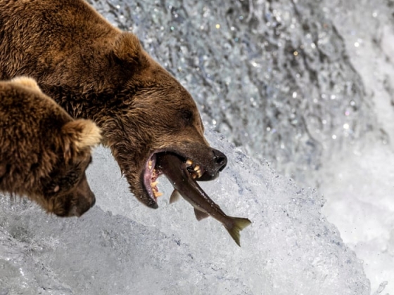 Gorging on bearcam: élő közvetítés a nagy állatok étkezéséről, amely milliókat vonz