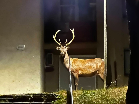 Csodaszarvast láttak egy salgótarjáni lakótelepen