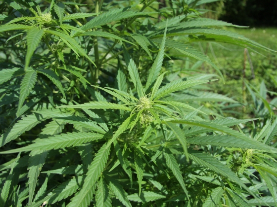 A kannabisz fő pszichoaktív összetevője csökkentheti a PTSD-ben szenvedők rémálmait