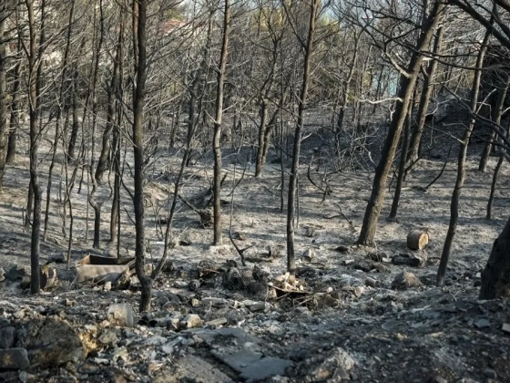 Szakértő mondta el, miért terjednek ilyen gyorsan az erdőtüzek Horvátországban