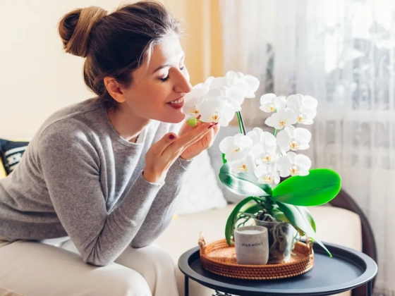 Így helyezzük el az orchideát a lakásban a feng shui szerint
