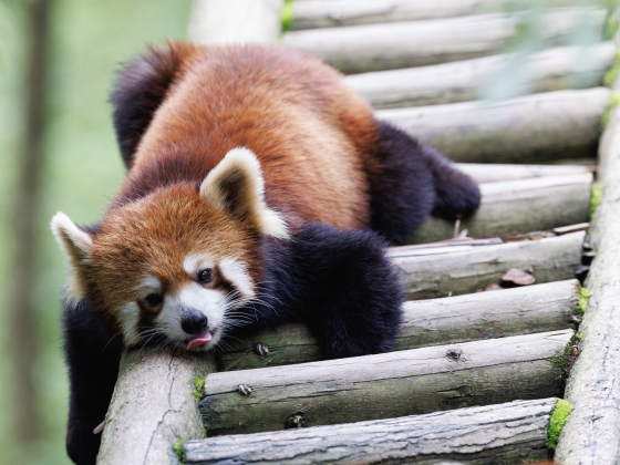 Tragédia a Fővárosi Állatkertben: elpusztult Dayah, a vörös panda-mama