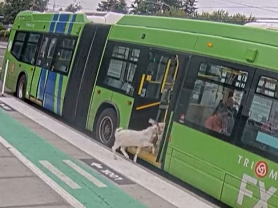 Bliccelni akartak a kecskék a portlandi buszon, de lebuktak