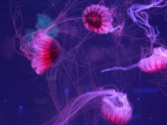 Medúza elvarázsol saját floridai múzeumukban
