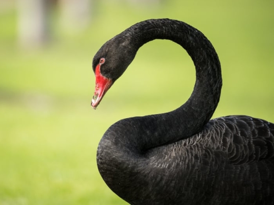 ‘Devastating’: Western Australia fears a black swan moment as bird flu threatens flagship species