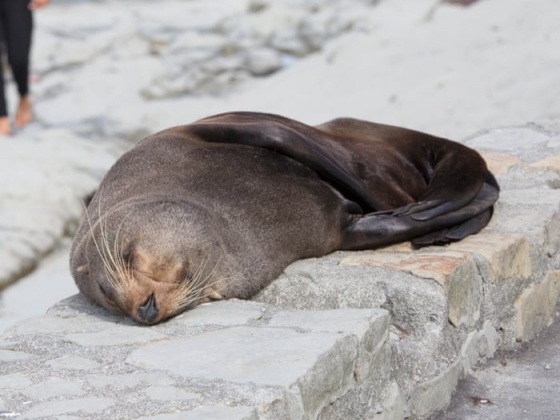 Fur seal‘s death marks first Australian mainland mammal fatality from spreading H5 bird flu strain