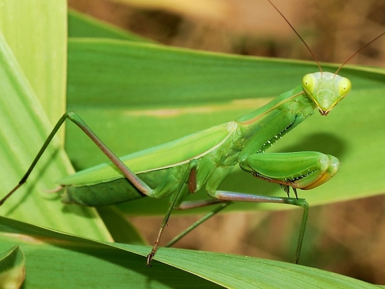 Record numbers of climate crisis insects: what to do if you spot a praying mantis