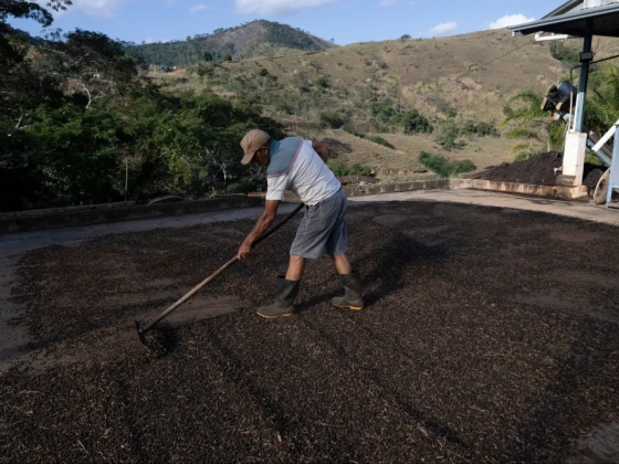 Túl sok eső esett a brazil kávébab-ültetvényeken, június óta máris drágult az arabica ára