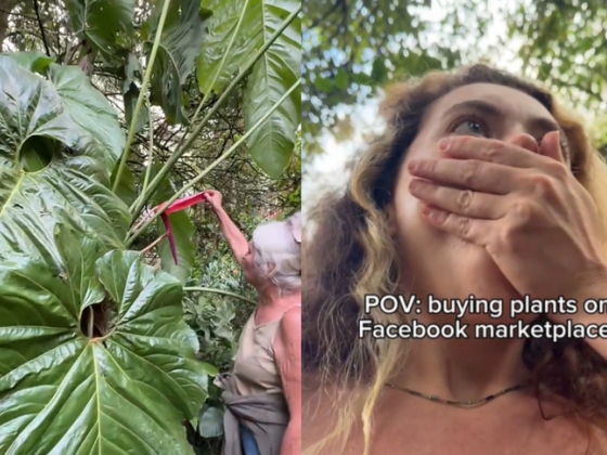 Facebook Marketplace-ről vett virágot, de amikor kiment érte, olyan dolog fogadta, hogy csak pislogott