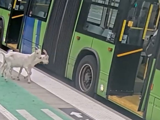 Az internet sztárjai lettek a buszozni induló kecskék