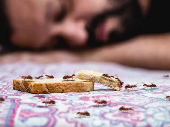 Hangyák ellen: 5 egyszerű házi praktika, amivel megszabadulhatsz tőlük