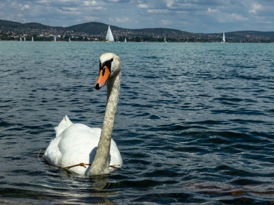 Elhangzott, amitől sokan rettegtek: mediterrán időbeosztásra kellene áttérni a Balatonnál