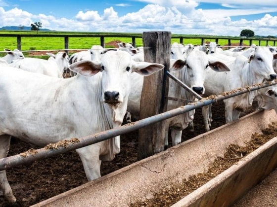 Mercosur: elhasalt Brazília az antibiotikum kérdésén, egyelőre úgy tűnik, nem érkezik onnan export szarvasmarha – az EU végre a sarkára állt
