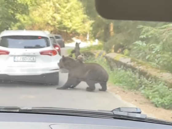 Már az autók lökhárítóját szaggatják a medvék a Transzfogarason