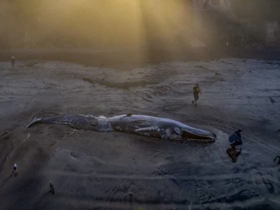Gigantikus tengeri szörnyeteget sodort partra a víz Mexikónál – képek és videó