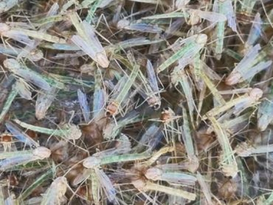 Legyőzte a Balatont az árvaszúnyog-invázió – reagált a minisztérium