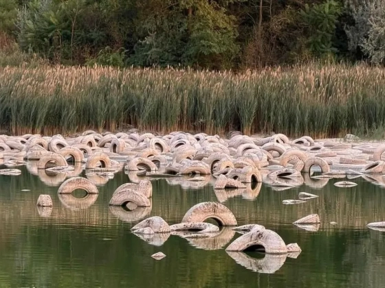 Igaznak bizonyult a szegedi Gumis-tó legendája: a vízhiány miatt tömegével kerülnek elő az abroncsok - fotók