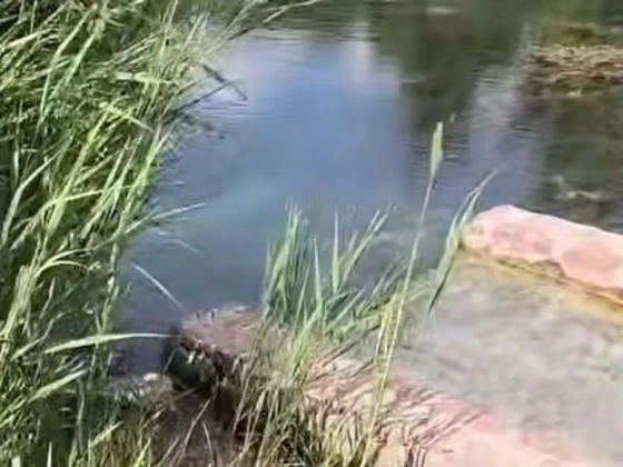 Hihetetlen felfedezés tettek a Duna partján, mindenki a csodájára jár – videó