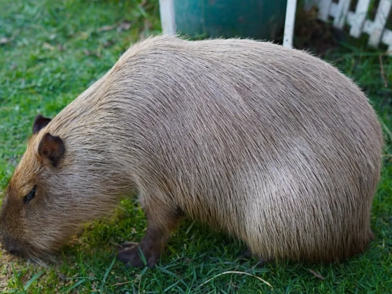 Mindenki vaknak hitte a különös állatot, pedig csak levegőnek nézte az embereket